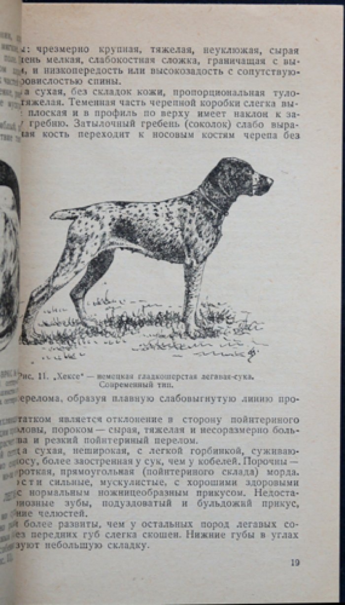 Подружейная легавая: выбор собаки, содержание и натаска