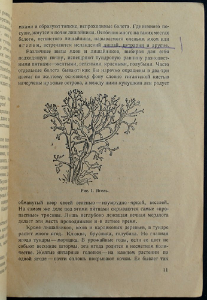 Валюсинский В. Северный олень (охотничьи записки и северный рассказ)
