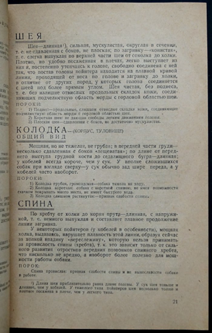Пойнтер: его стати, признаки и качества. Руководство для молодых охотников и собаководов