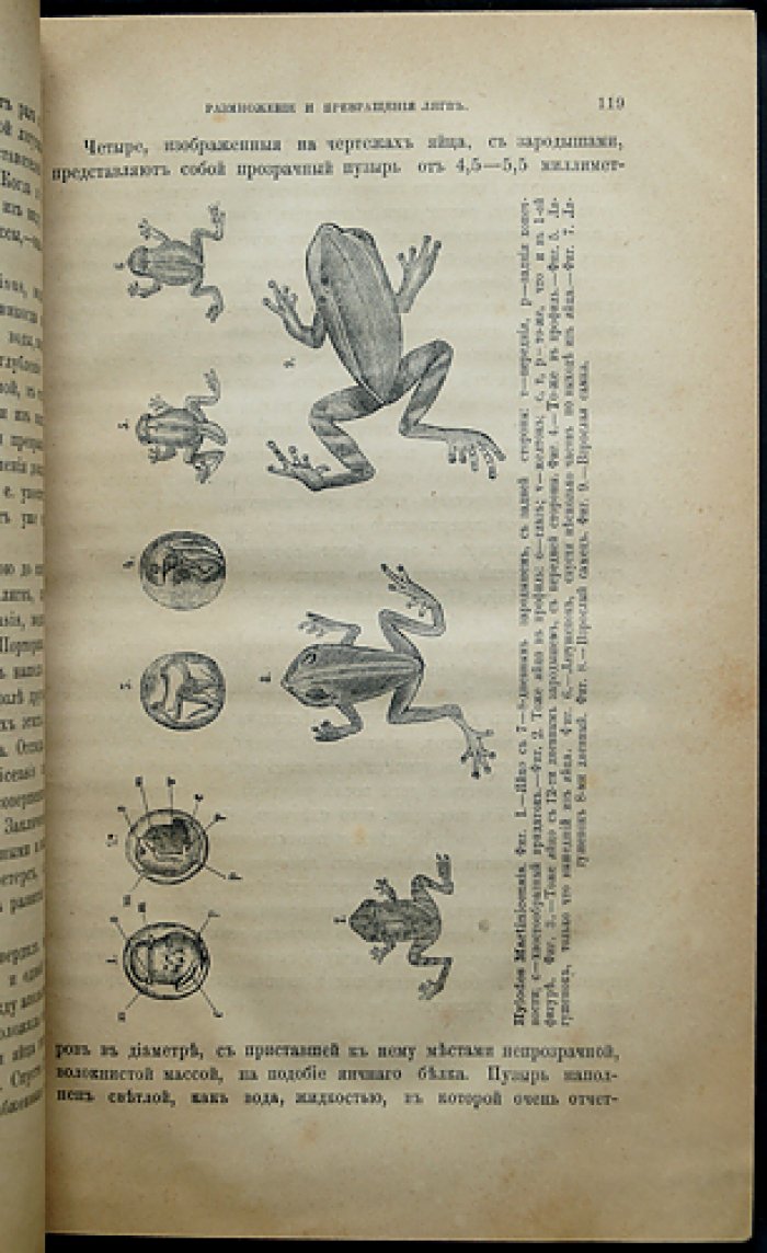 Природа и охота. Ежемесячный иллюстрированный журнал, 1879, №12 (декабрь)