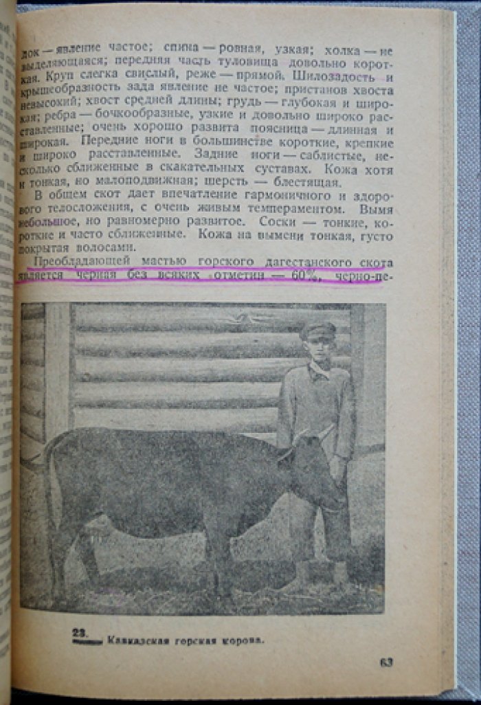 Плановые породы крупного рогатого скота СССР (с описанием 17 пород)