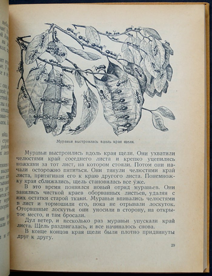Плавильщиков. Дракон Ольм: из жизни природы