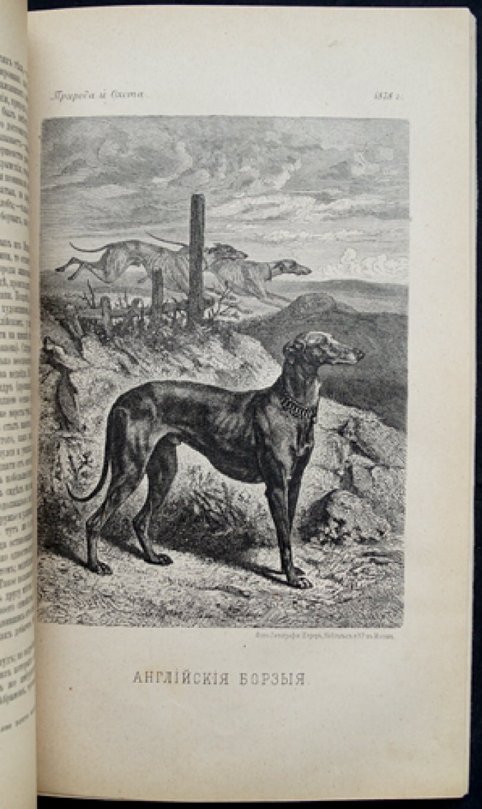 Природа и охота. Ежемесячный иллюстрированный журнал, 1878 г., № 2 (февраль)