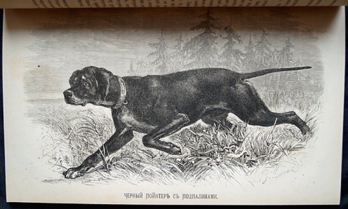 Природа и охота. Ежемесячный иллюстрированный журнал. 1879, № 11 (сентябрь). Выпуск с гравюрами и таблицами