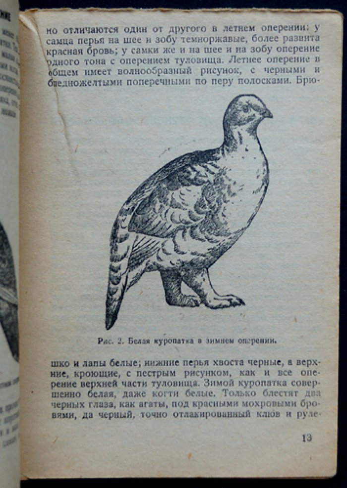 Белая куропатка и охота на нее. Практическое руководство