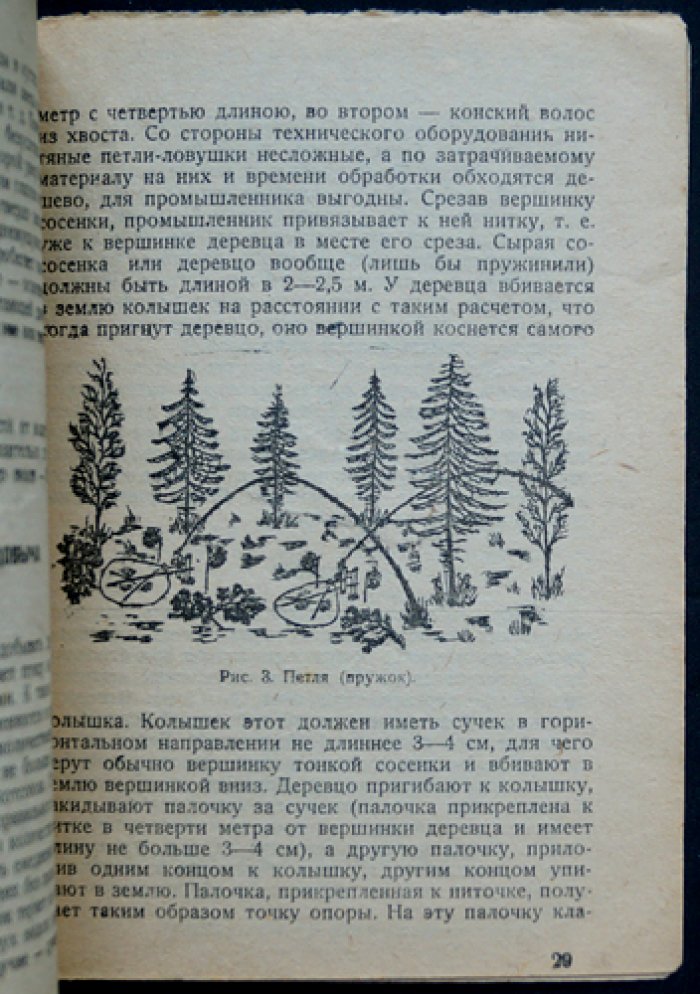 Белая куропатка и охота на нее. Практическое руководство