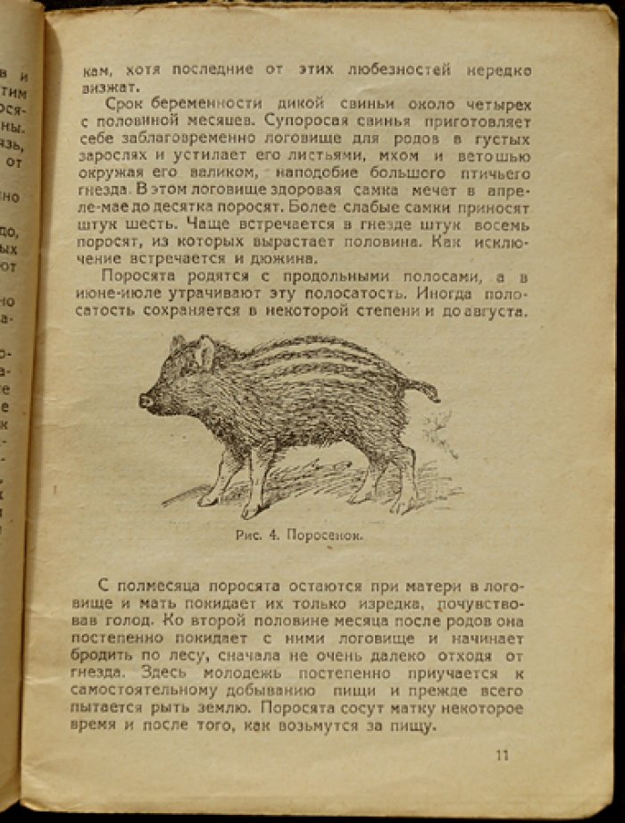 Охота на кабанов: образ жизни, болезни и охота (с 14 рисунками)