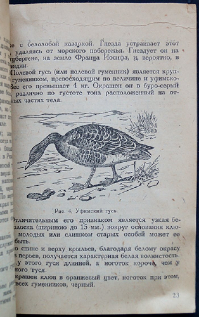 Охота на гусей и лебедей. Практическое руководство для охотников-любителей
