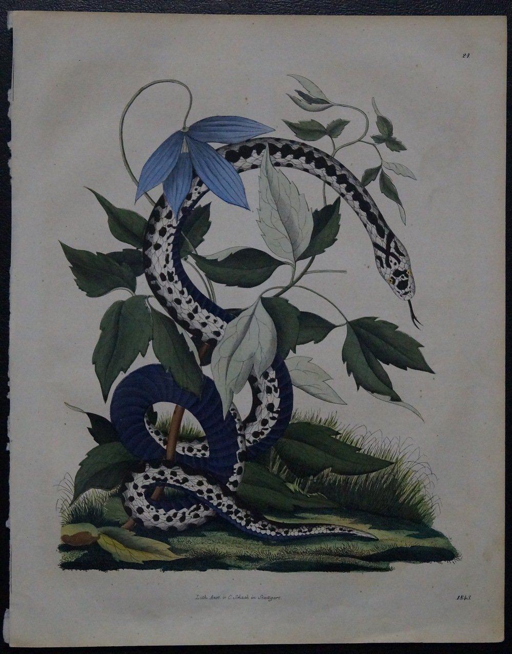 Литография «Змея» (Европейский художник XIX века). Оригинальная акварельная раскраска, Штутгарт, 1843