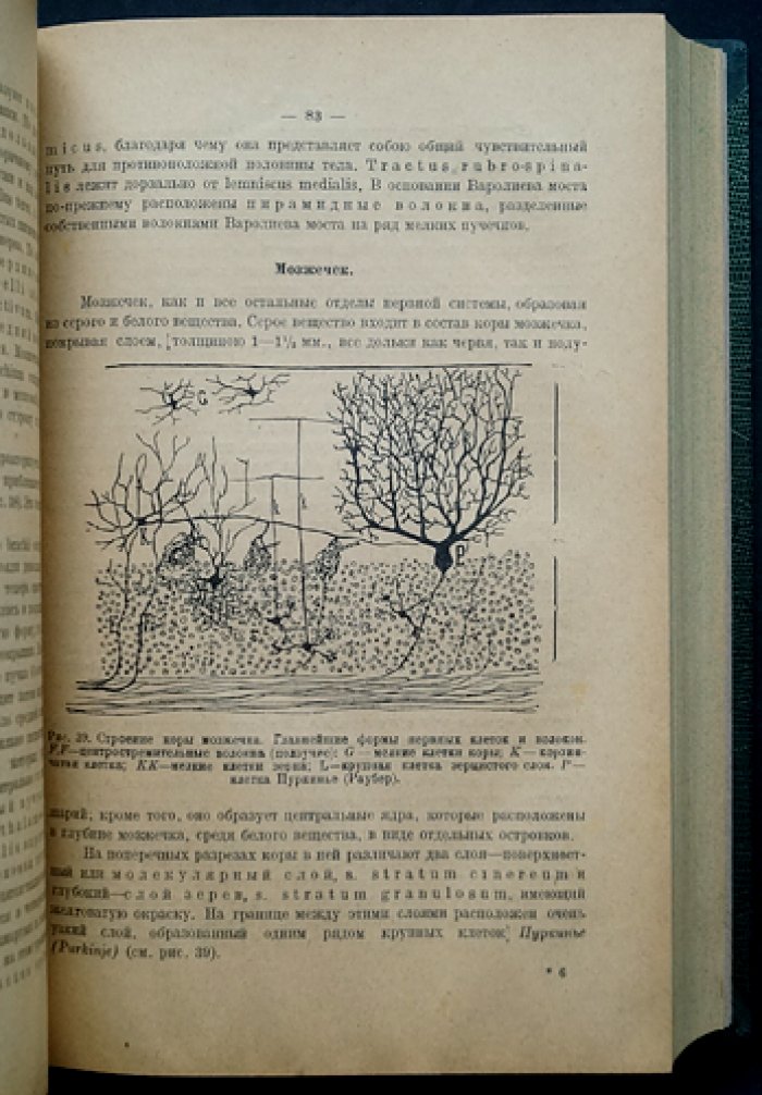 Учебник нервных болезней: анатомия, физиология, симптомология и лечение заболеваний нервной системы
