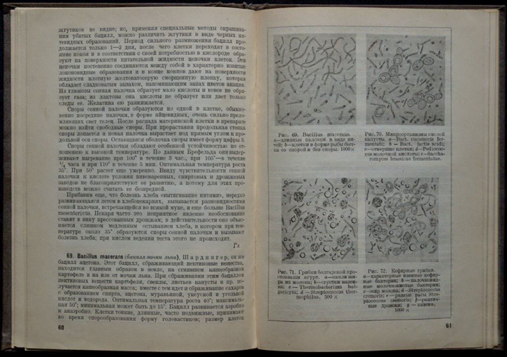 Атлас микроорганизмов брожения (с рисунками) — русское издание