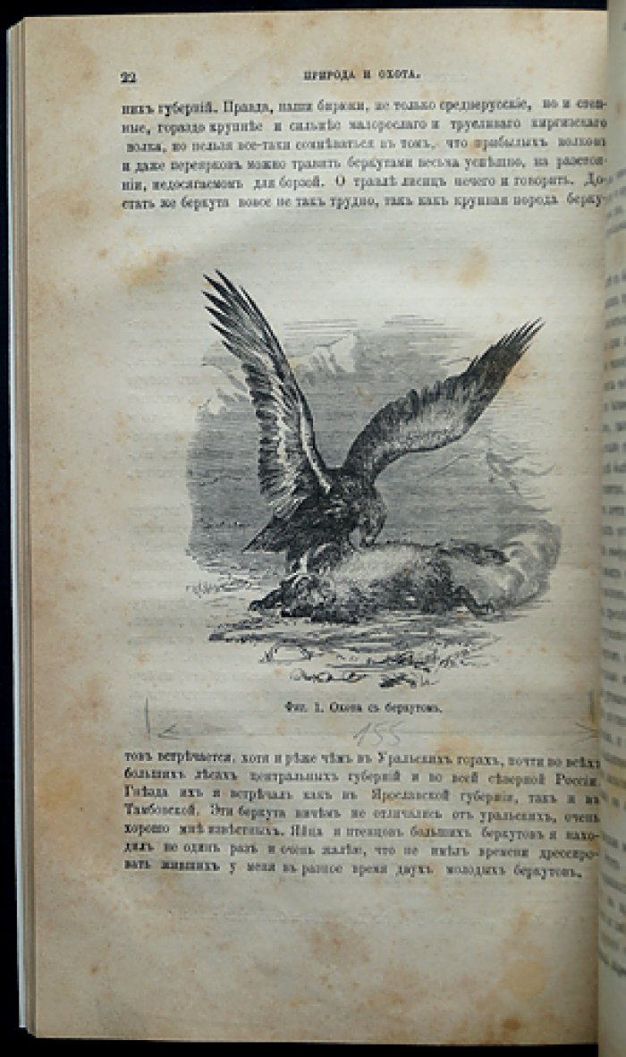 «Природа и охота». Ежемесячный иллюстрированный журнал. 1879, № 11 (Ноябрь)