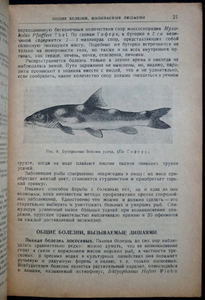 Е. К. Суворов. Болезни рыб: курс лекций