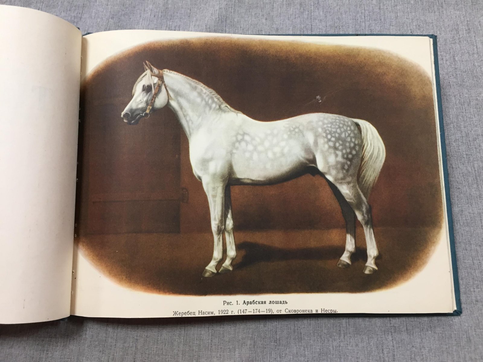 Афанасьев С.В., профессор - Ляхов В.Н., художник Альбом пород лошадей СССР..