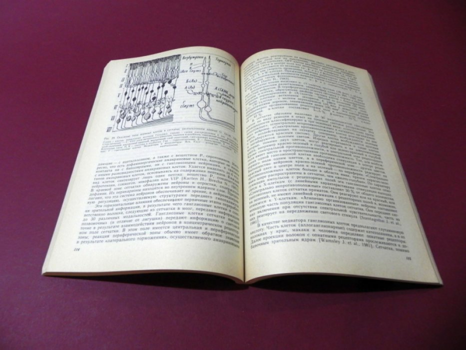 Оленев С.Н. Конструкция мозга.