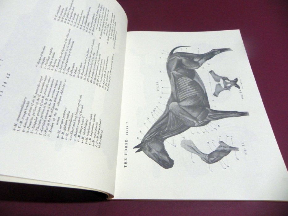 Ellenberger W., Baum H.,  Dittrich H. An Atlas of Animal Anatomy for Artists.