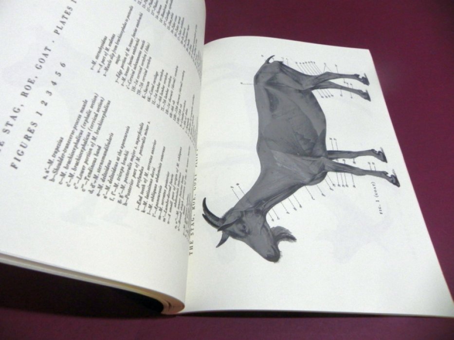Ellenberger W., Baum H.,  Dittrich H. An Atlas of Animal Anatomy for Artists.
