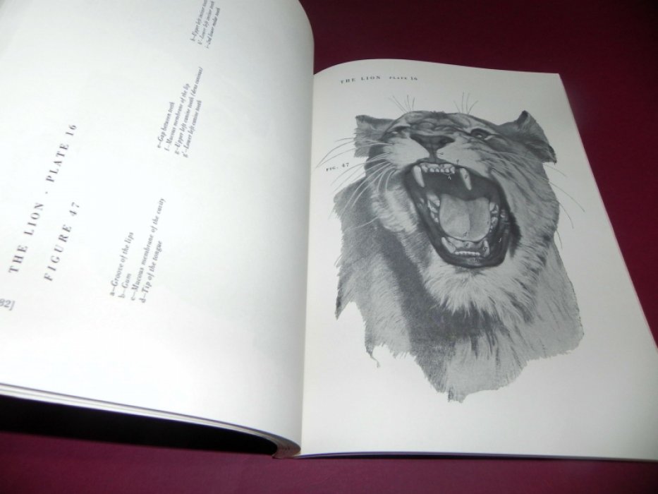 Ellenberger W., Baum H.,  Dittrich H. An Atlas of Animal Anatomy for Artists.