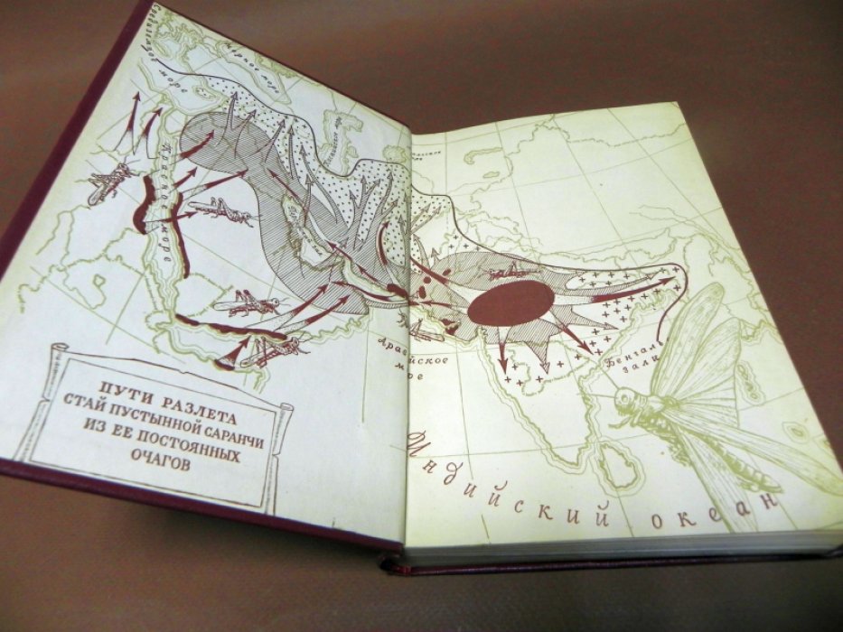 Щербиновский Н.С. Пустынная саранча шистоцерка.