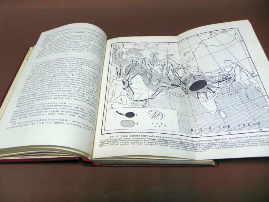 Щербиновский Н.С. Пустынная саранча шистоцерка.