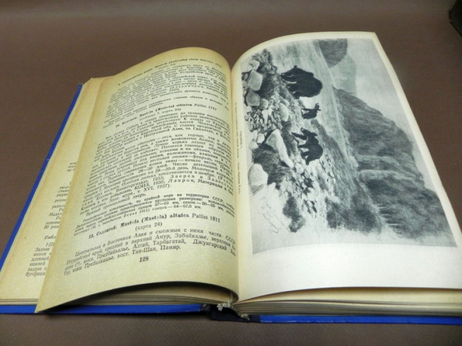 Бобринский Н., Кузнецов Б., Кузякин А. Определитель млекопитающих СССР.