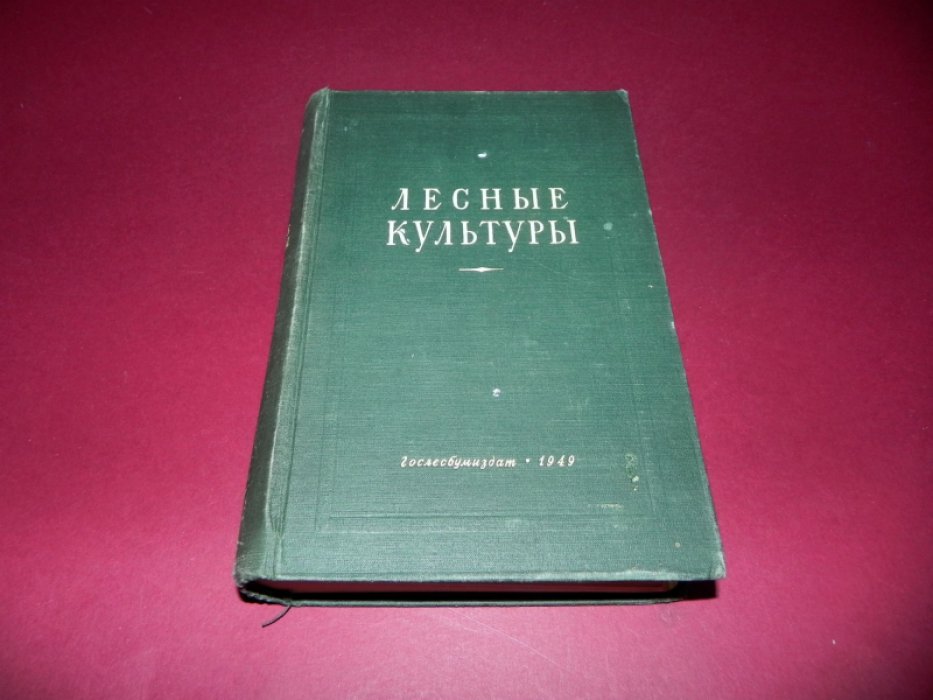 Лесные культуры.