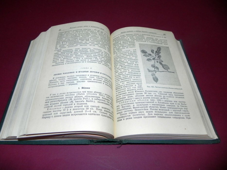 Лесные культуры.