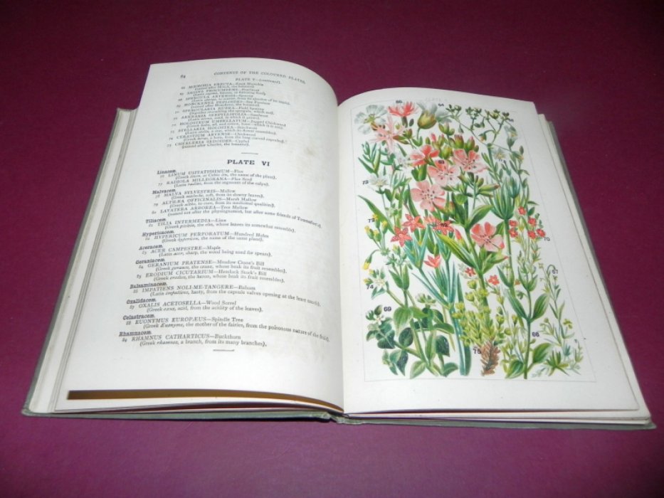 Gordon W.J. Our Countrys Flowers and How to Know Them / Цветы нашего сада и как в них разобраться.