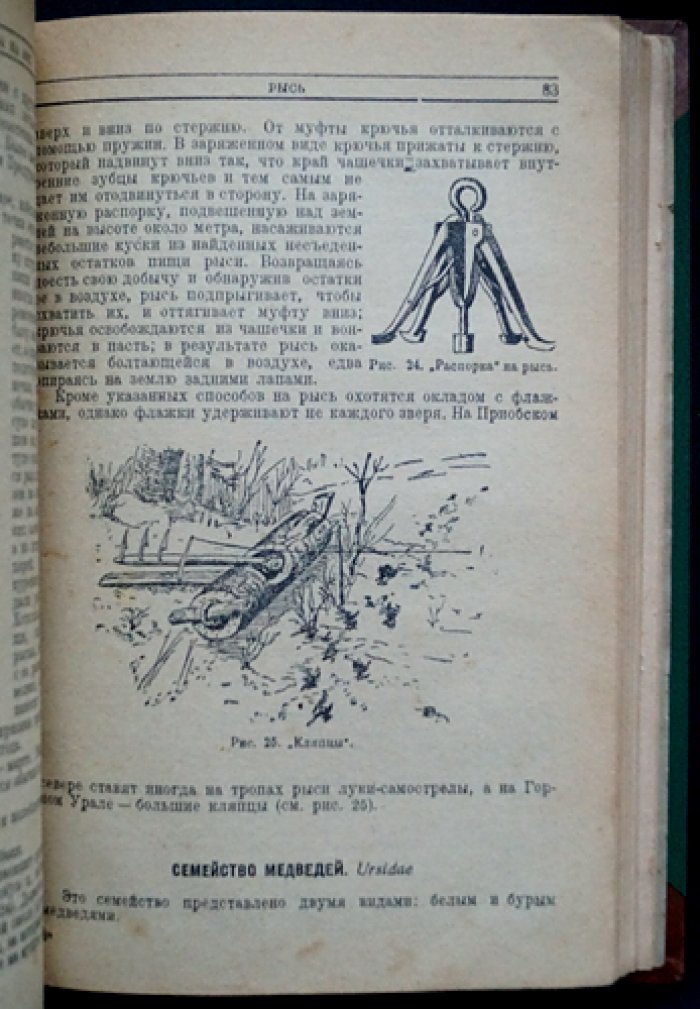 Звери и птицы Урала и охота на них: распространение, образ жизни и организация охотничьего хозяйства