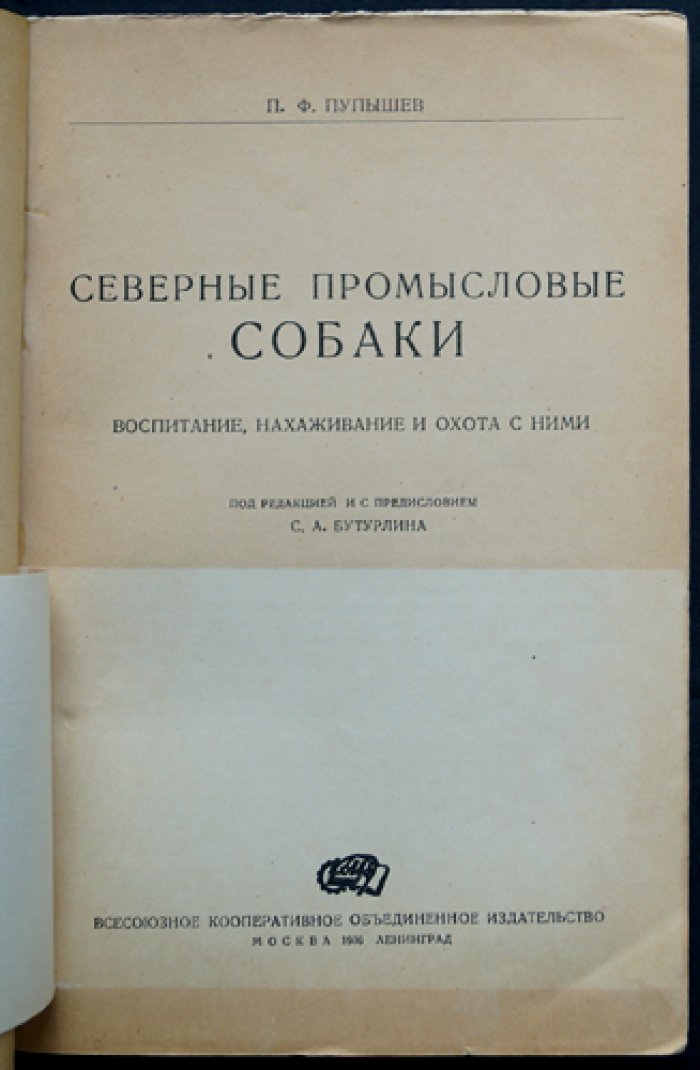 Северные промысловые собаки (лайки): воспитание, нахаживание и охота