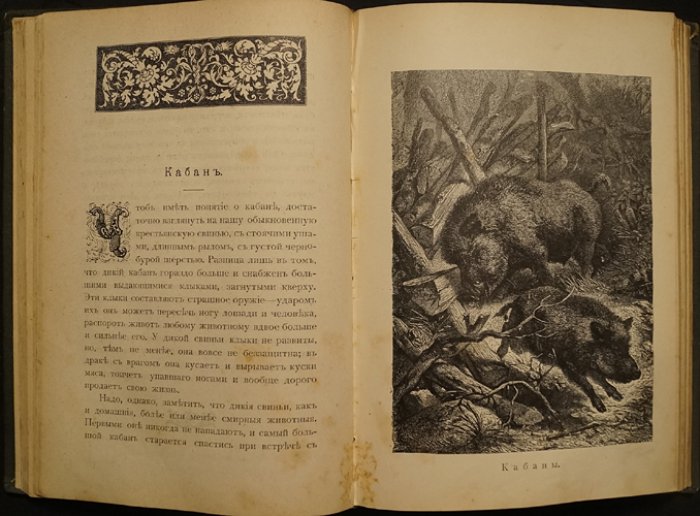 Из жизни русской природы: зоологические рассказы для детей (очерки и истории о живом мире)