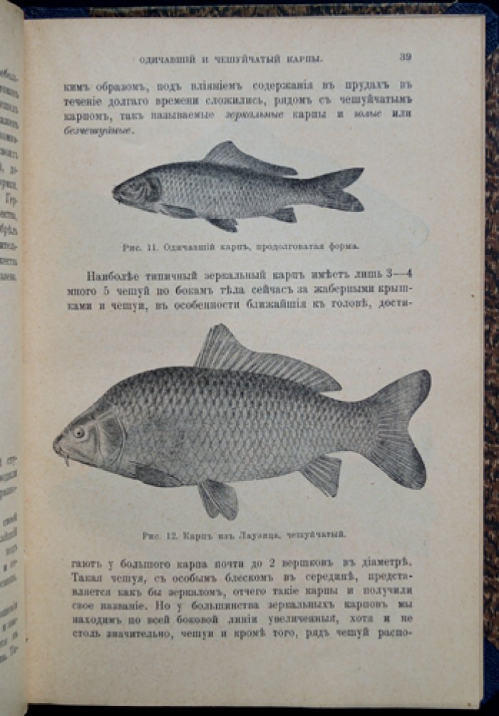 О.А. Гримм. Беседы о прудовом хозяйстве: устройство прудов, содержание рыбы и мелиорация