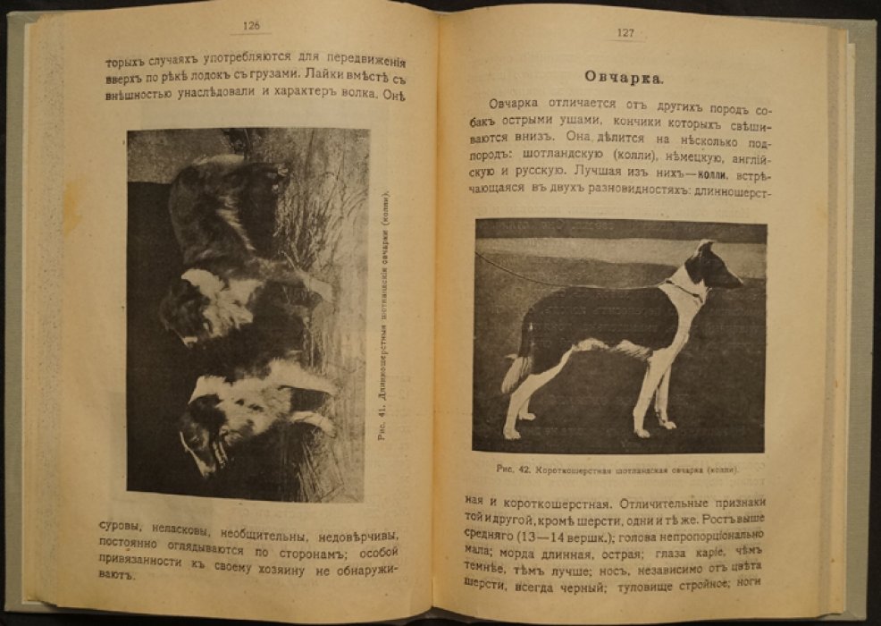 Породы собак: воспитание и дрессировка комнатных и охотничьих (подружейных) — лечебник
