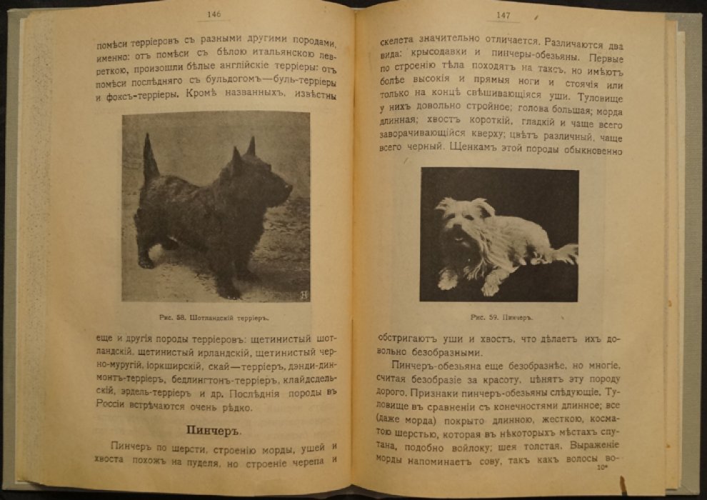 Породы собак: воспитание и дрессировка комнатных и охотничьих (подружейных) — лечебник