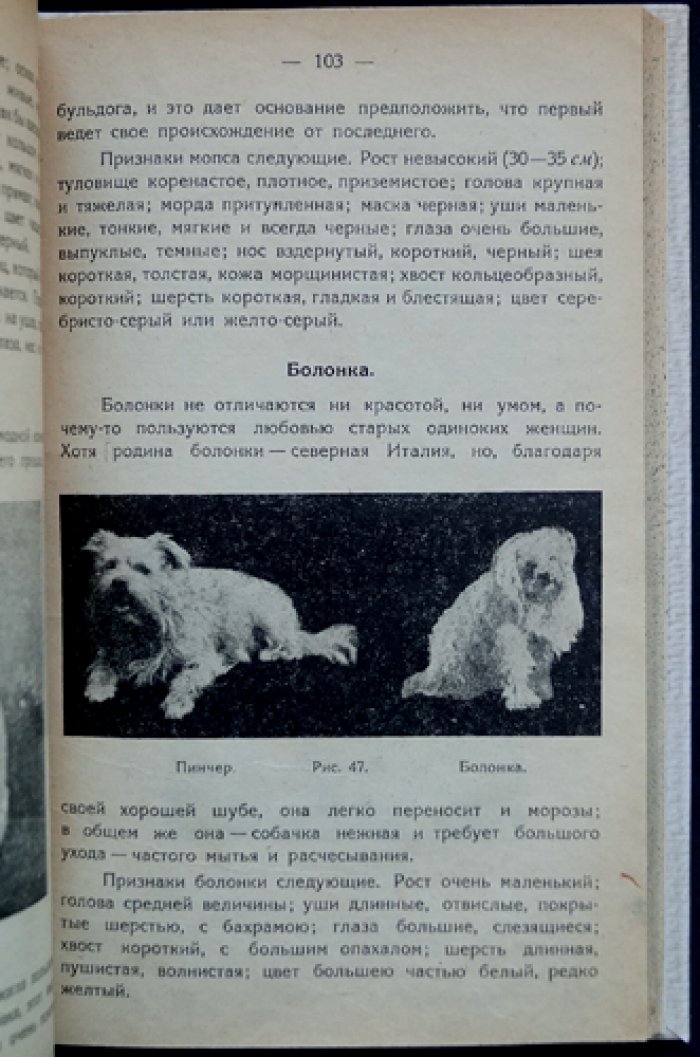 Собака и её служба человеку: происхождение, строение, уход и дрессировка для охоты, службы и охраны