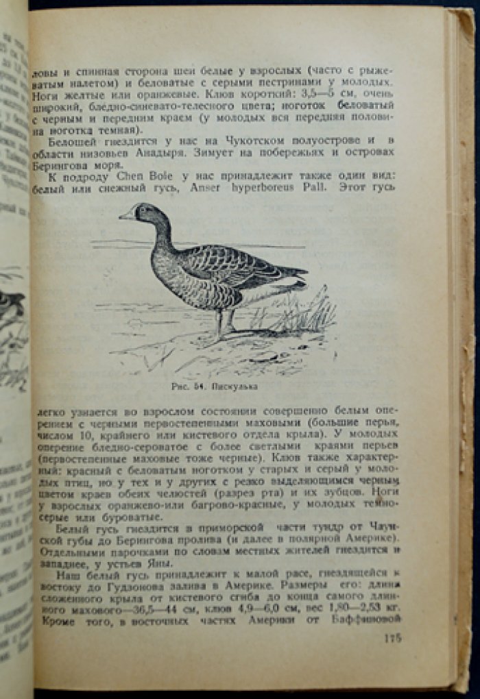 Охота на пернатую дичь (с главой «Охота на белую куропатку»)