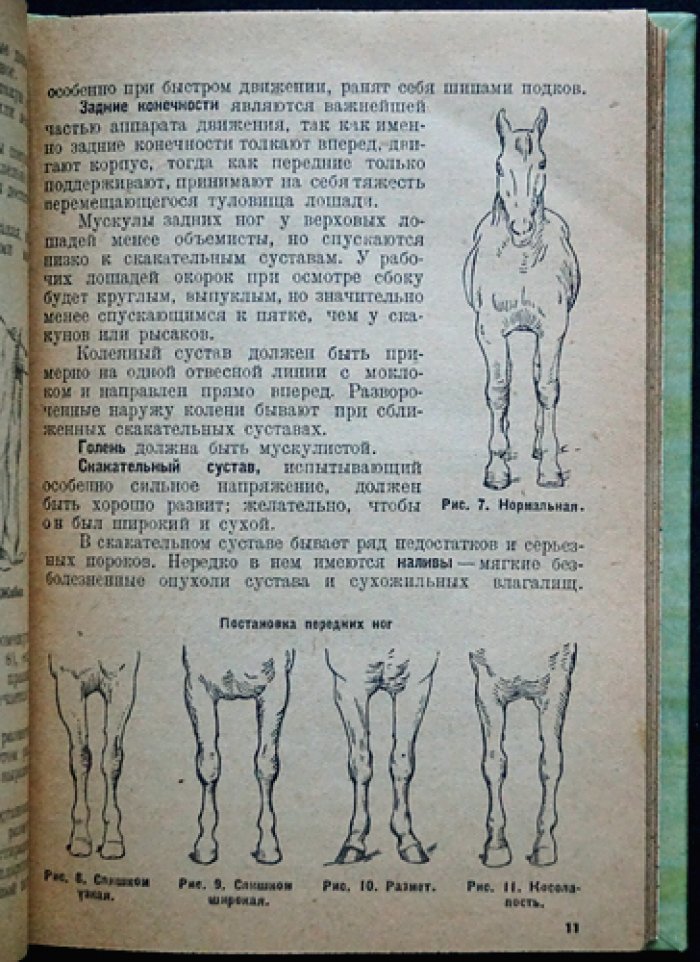 Коневодство. Учебное руководство по разведению лошадей (3-е издание)
