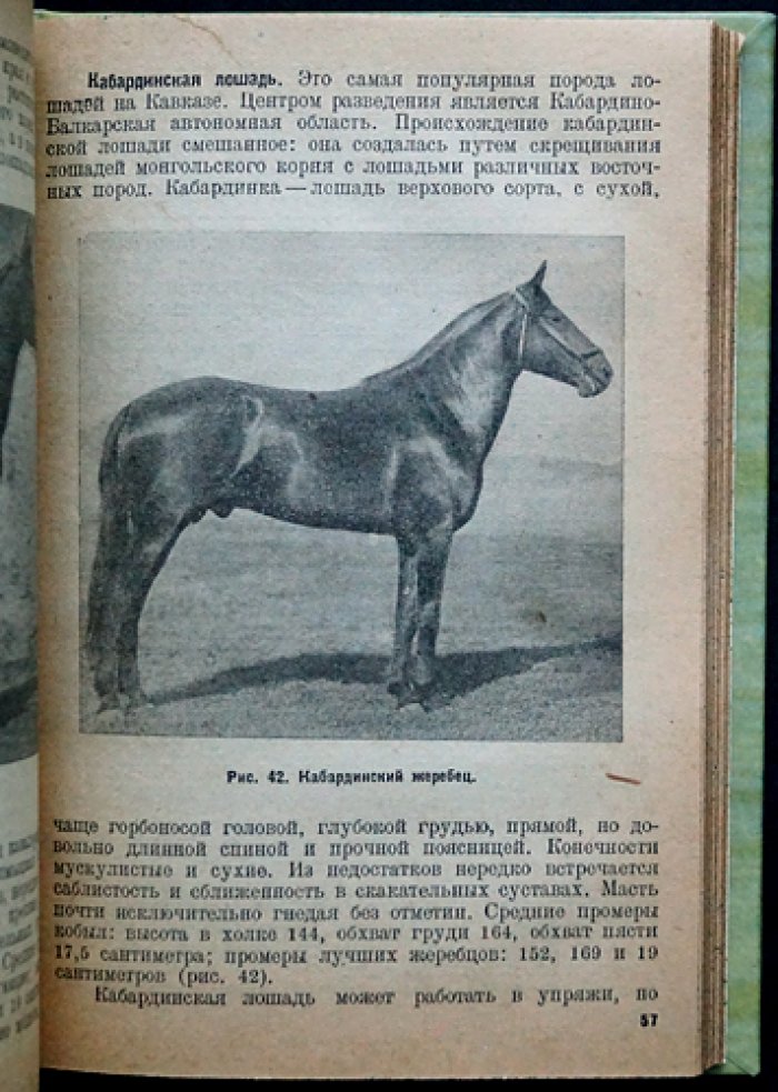 Коневодство. Учебное руководство по разведению лошадей (3-е издание)