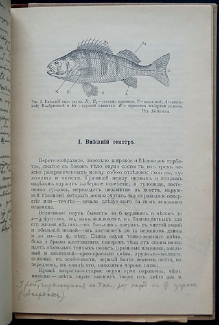 Окунь и щука: анатомия и строение (с атласом рисунков)