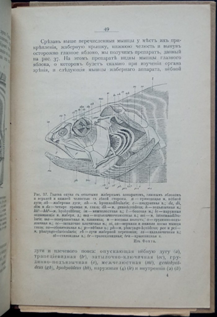 Окунь и щука: анатомия и строение (с атласом рисунков)