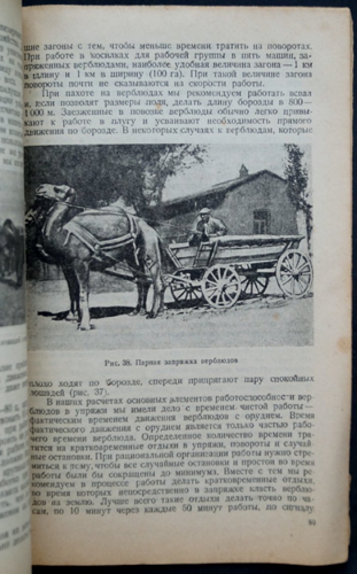 Верблюд и его эксплуатация (практическое руководство по содержанию и использованию) — Лакоза И.И.