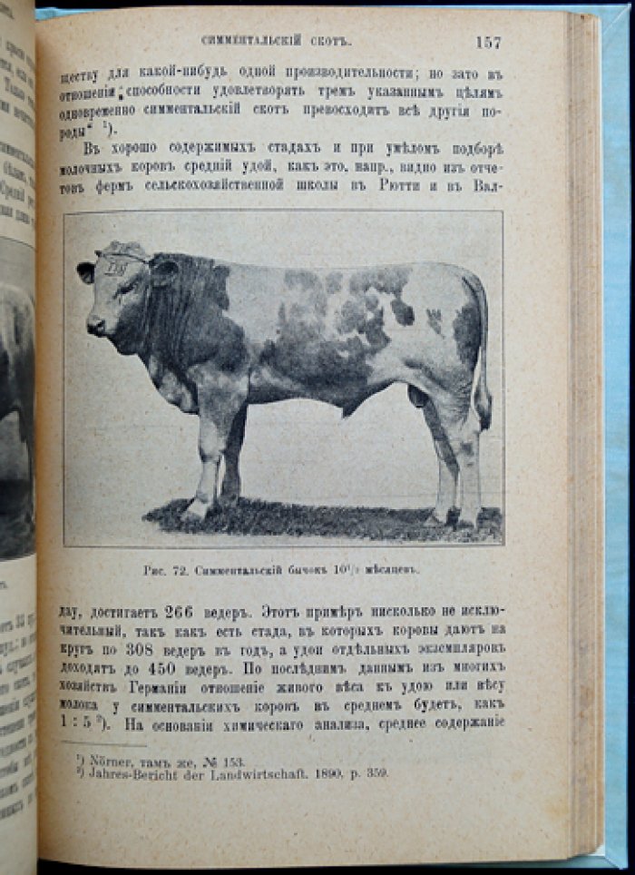 Крупный рогатый скот: учебник по скотоводству (5-е издание, дополненное)