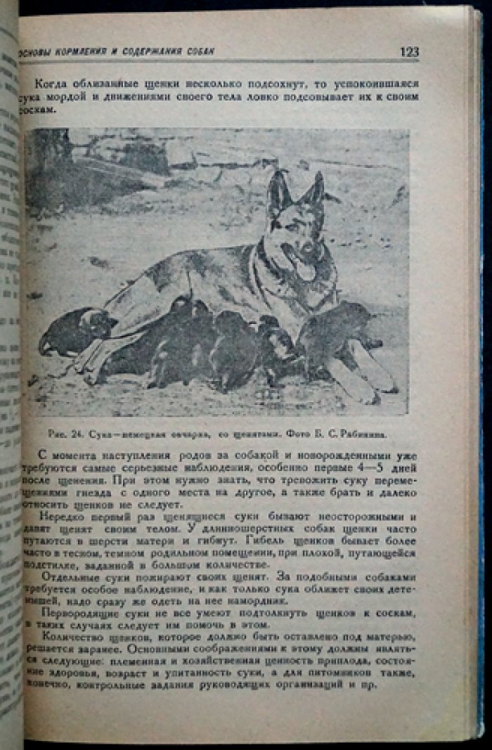 Собаководство: зоотехнические основы ухода, содержания, разведения и изучения собак