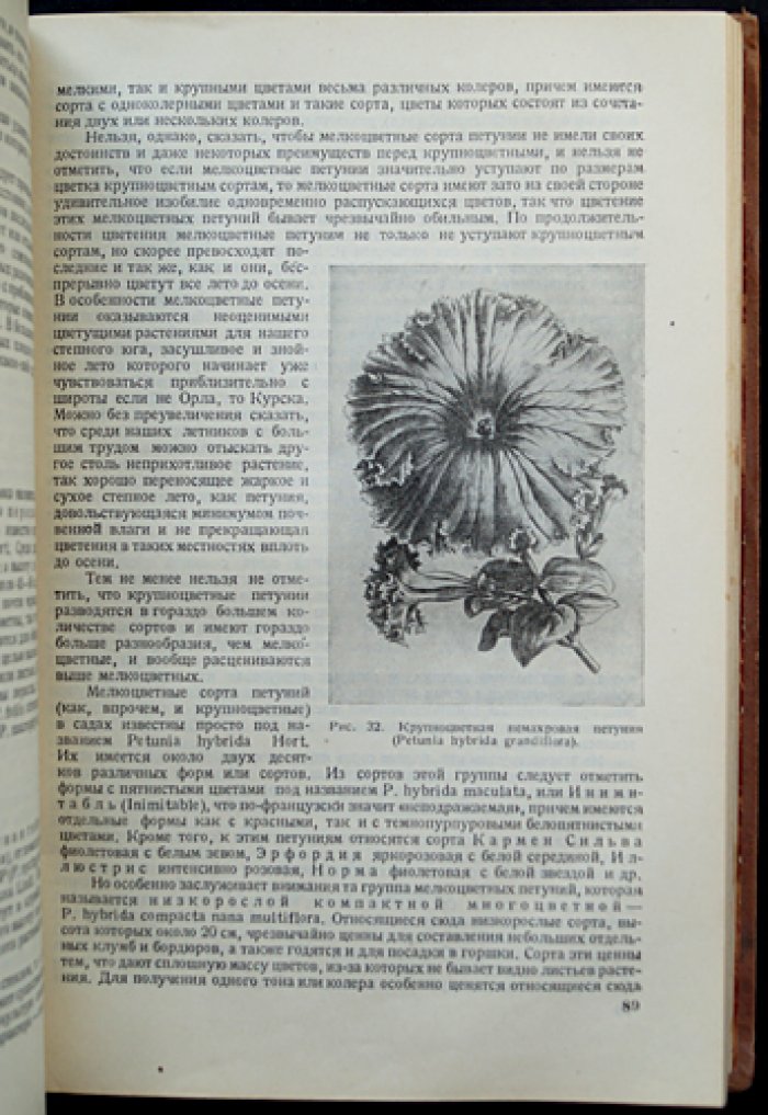 Цветоводство. Подготовка плантаций, выращивание рассады и культур в открытом и защищённом грунте