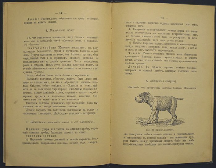 Больная собака: анатомия, диагностика и лечение болезней у собак (с иллюстрациями)