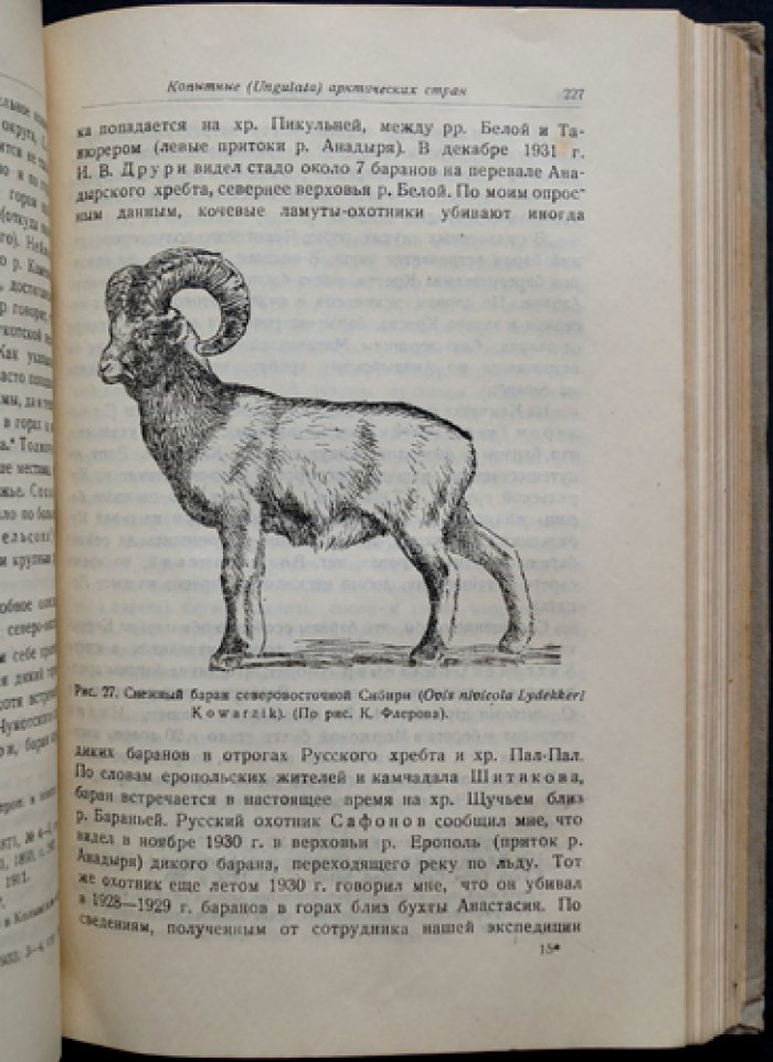 Звери Арктики: копытные, хищные, ластоногие, киты, насекомоядные и рукокрылые