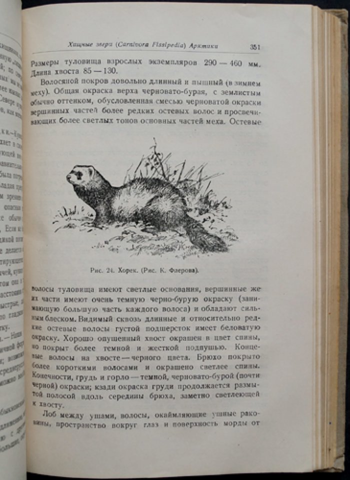 Звери Арктики: копытные, хищные, ластоногие, киты, насекомоядные и рукокрылые