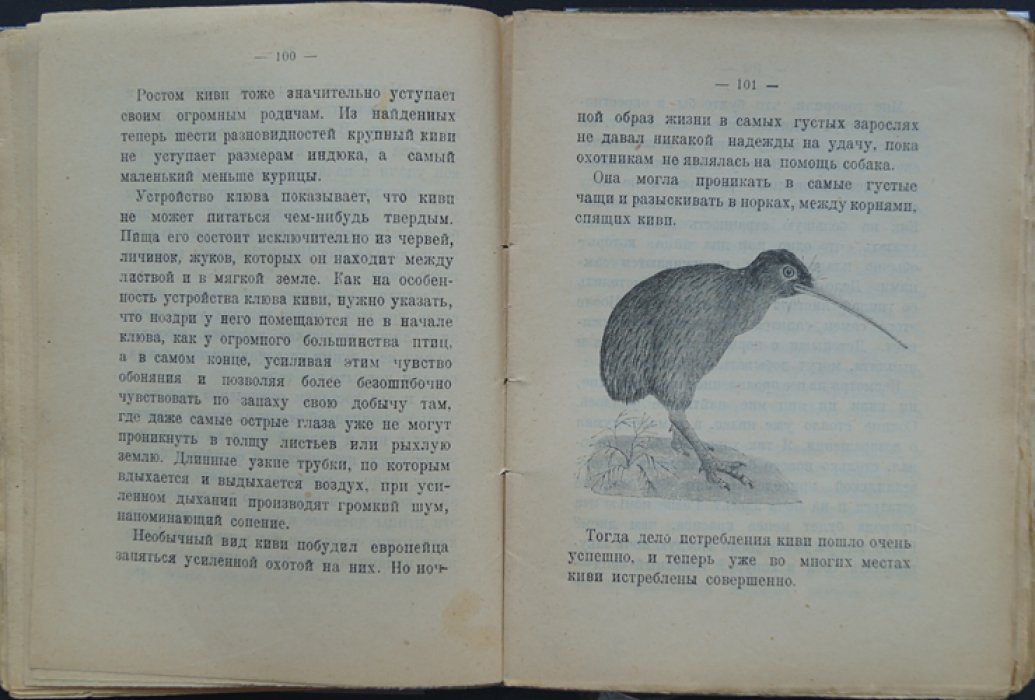 Островные птицы: рассказы (детская книга о природе)
