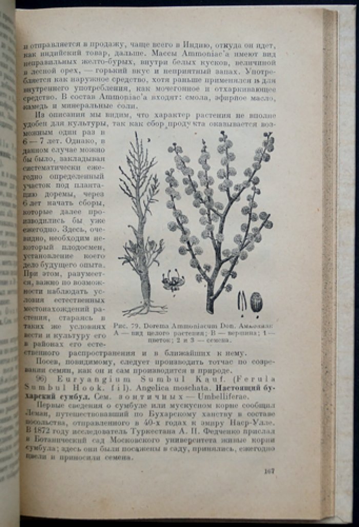 Лекарственные растения: культура, выращивание и сбор — учебное руководство