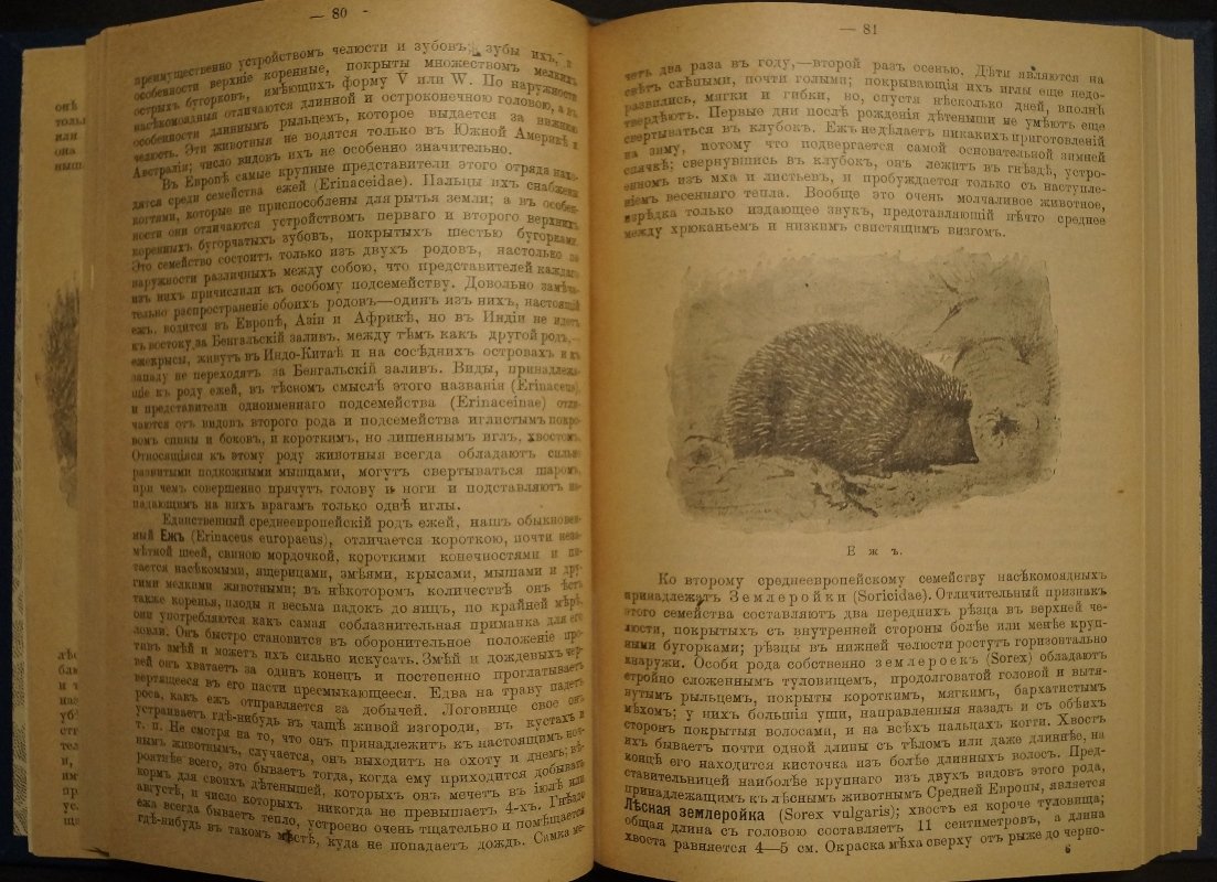 Звери, птицы и насекомые Средне-Европейских лесов: их жизнь и нравы